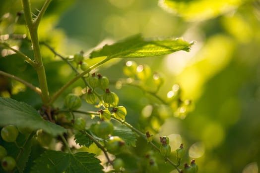 green currants in the summer garden, sunny day. Macro sloseup shot.