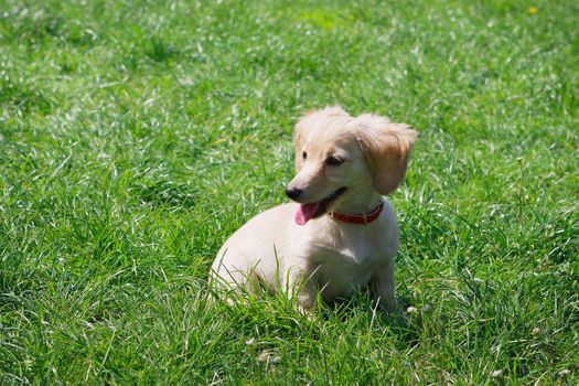 White  smiling Dachshund puppy sitting on the green grass - creamy color
