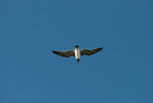 The bird flying in the blue sky.