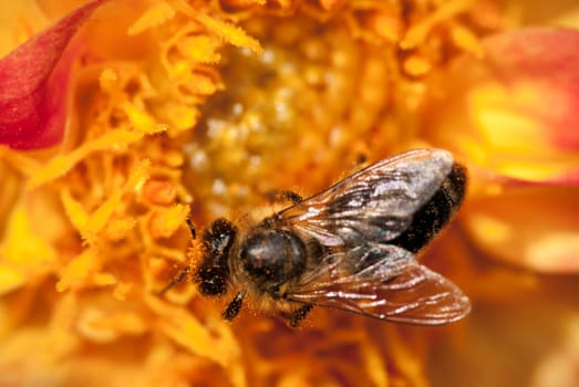 bee on the orange flower. with copyspace