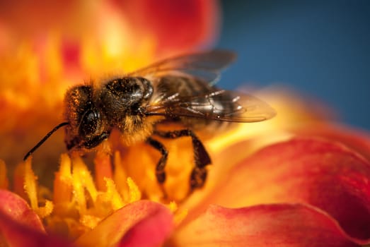 bee on the orange flower. with copyspace