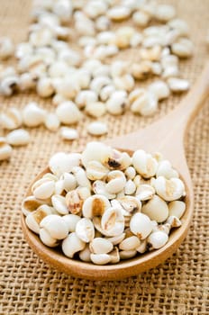 Raw millet rice in wooden spoon on sack background.