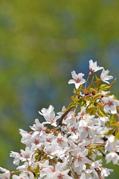 Branch of white cherry blossom sakura flowers with fresh new buds over background of blue sky and green spring leaves