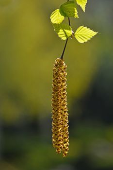 Branch of hanging fresh birch tree buds and new leaves over background of young spring green