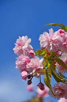 Branch of fresh pink cherry blossom sakura flowers with green leaves and new buds over blue sky background