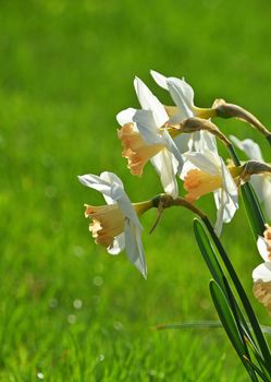 White narcissus flowers over fresh green spring grass background in back light