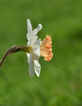 One white narcissus flower head over fresh green spring grass background in back light