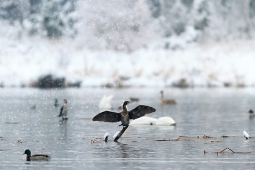 wild bird in natural habitat, nature series