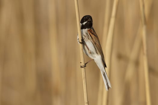 wild bird in natural habitat, nature series