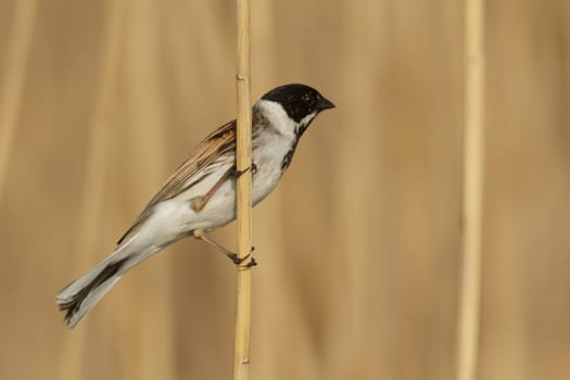 wild bird in natural habitat, nature series