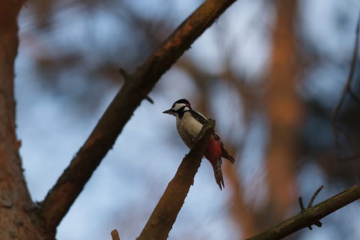 wild bird in natural habitat, nature series