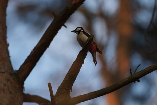 wild bird in natural habitat, nature series