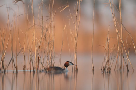 wild bird in natural habitat, nature series