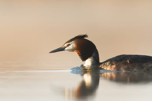 wild bird in natural habitat, nature series