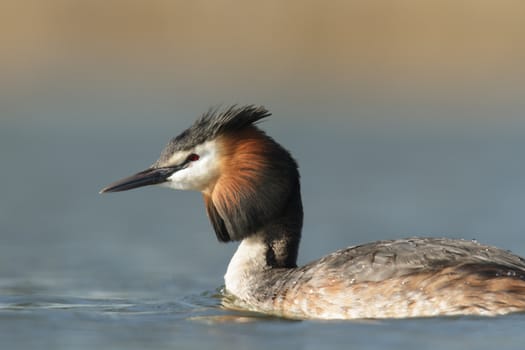 wild bird in natural habitat, nature series