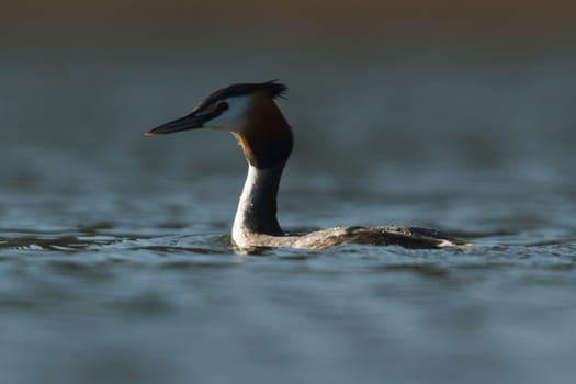wild bird in natural habitat, nature series