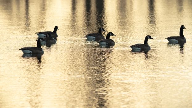 many birds in their natural habitat, nature series