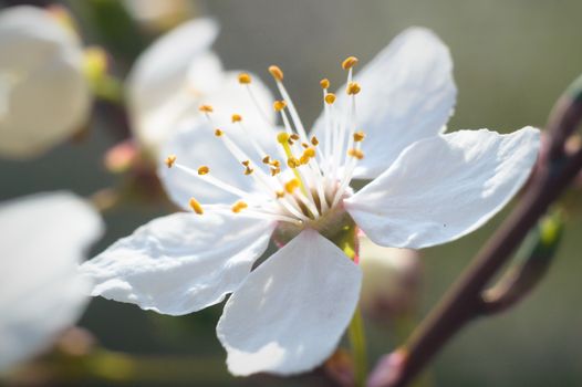 flowers as a colorful background, macro photo, nature series