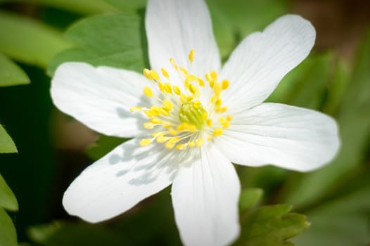 flowers as a colorful background, macro photo, nature series