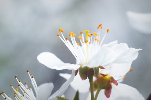 flowers as a colorful background, macro photo, nature series
