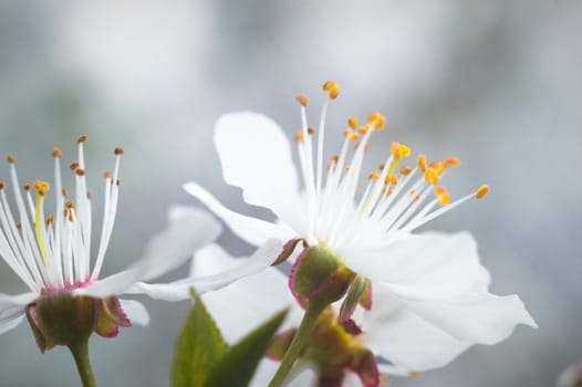 flowers as a colorful background, macro photo, nature series