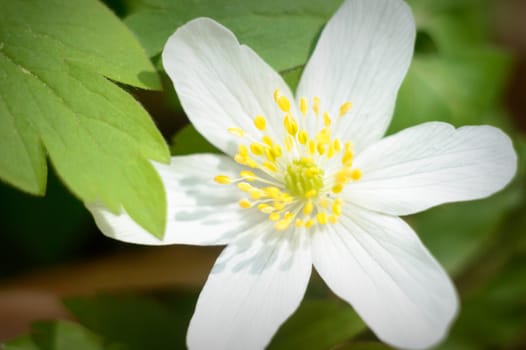 flowers as a colorful background, macro photo, nature series