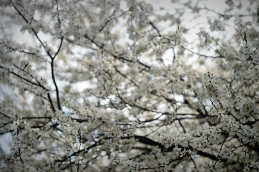 flowers as a colorful background, macro photo, nature series