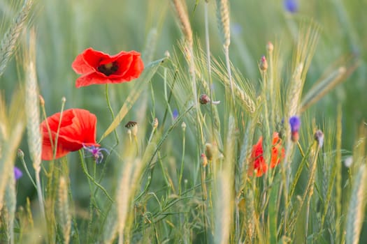 flowers as a colorful background, macro photo, nature series