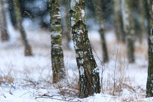 trees covered with snow in winter forest, nature series