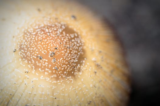 forest mushroom in moss after bir longtime rain