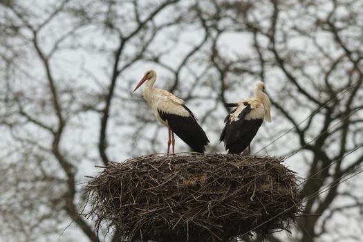 storks on green grass in sunny day, nature series