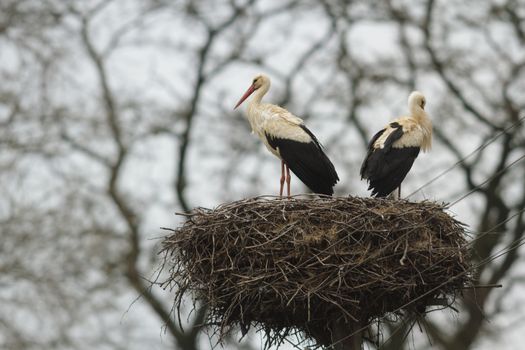storks on green grass in sunny day, nature series