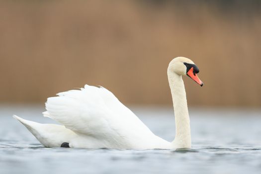 swan on blue lake in sunny day, swans on pond, nature series