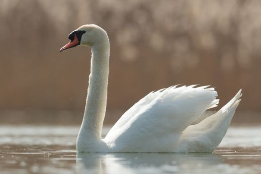 swan on blue lake in sunny day, swans on pond, nature series