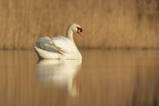 swan on blue lake in sunny day, swans on pond, nature series
