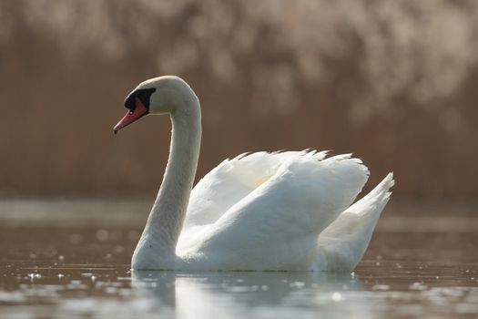 swan on blue lake in sunny day, swans on pond, nature series