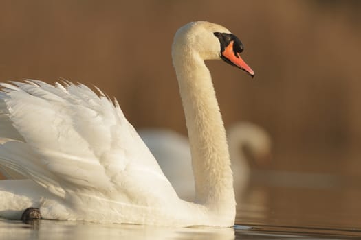 swan on blue lake in sunny day, swans on pond, nature series