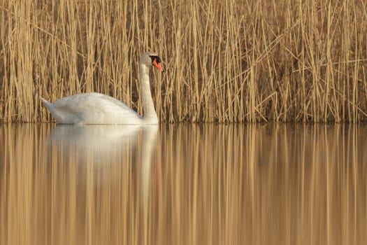 swan on blue lake in sunny day, swans on pond, nature series