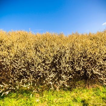plants for natural background, nature series