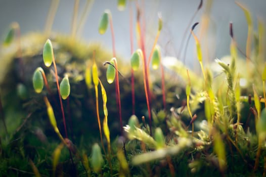 plants for natural background, nature series