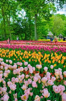 KEUKENHOF HOLLAND - MAI 2014: Colorful pink, red and yellow tulips on Mai 2, 2014 in Keukenhof, Netherlands.