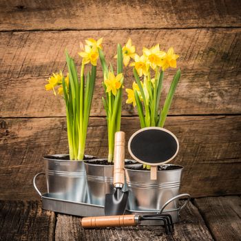 Planter of beautiful daffodils with a blank chalk board sign.