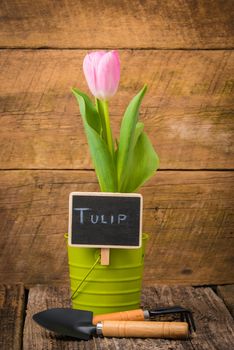 Single potted tulip with a chalk board sign.