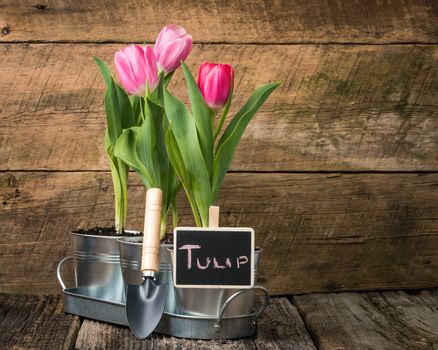 Planter with pink tulips and a small chalk board sign.