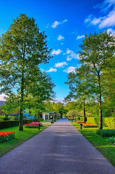 Shadowy alley in Keukenhof Park, Lisse in Holland