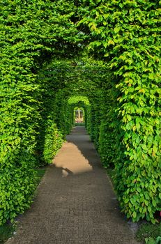 Bushes green alley in Keukenhof Park, Lisse in Holland.