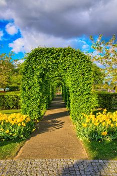 Bushes green alley with yellow tulips in Keukenhof Park, Lisse in Holland.