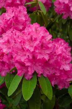 Pink beautiful Rhododendron flower blooming Rhododendron scabrum.