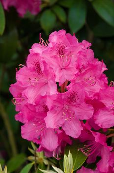 Pink beautiful Rhododendron flower blooming Rhododendron scabrum.