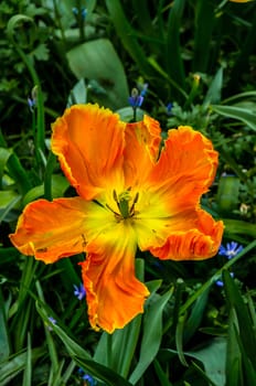 Blooming wide opened orange tulip in macro.
